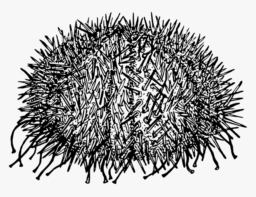 Porcupine,monochrome Photography,tree - Sea Urchin Colouring Page, HD Png Download, Free Download