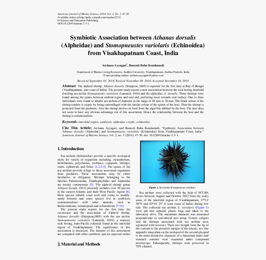 Sea Urchin , Png Download - Sea Urchin, Transparent Png, Free Download
