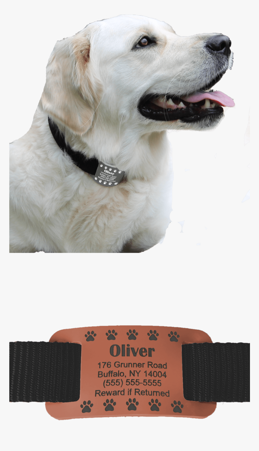 Website Left Side - Labrador Retriever, HD Png Download, Free Download