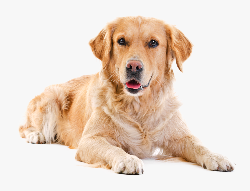 Labrador Retriever Png - Labrador Png, Transparent Png, Free Download