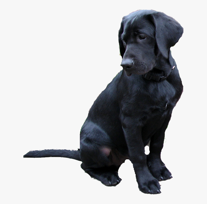 Labrador Retriever Png - Black Lab Transparent Background, Png Download, Free Download