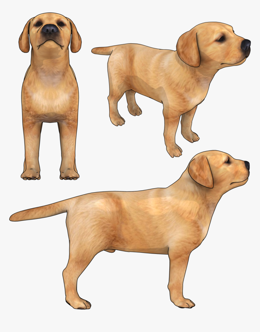 Transparent Labrador Png - Labrador Retriever, Png Download, Free Download