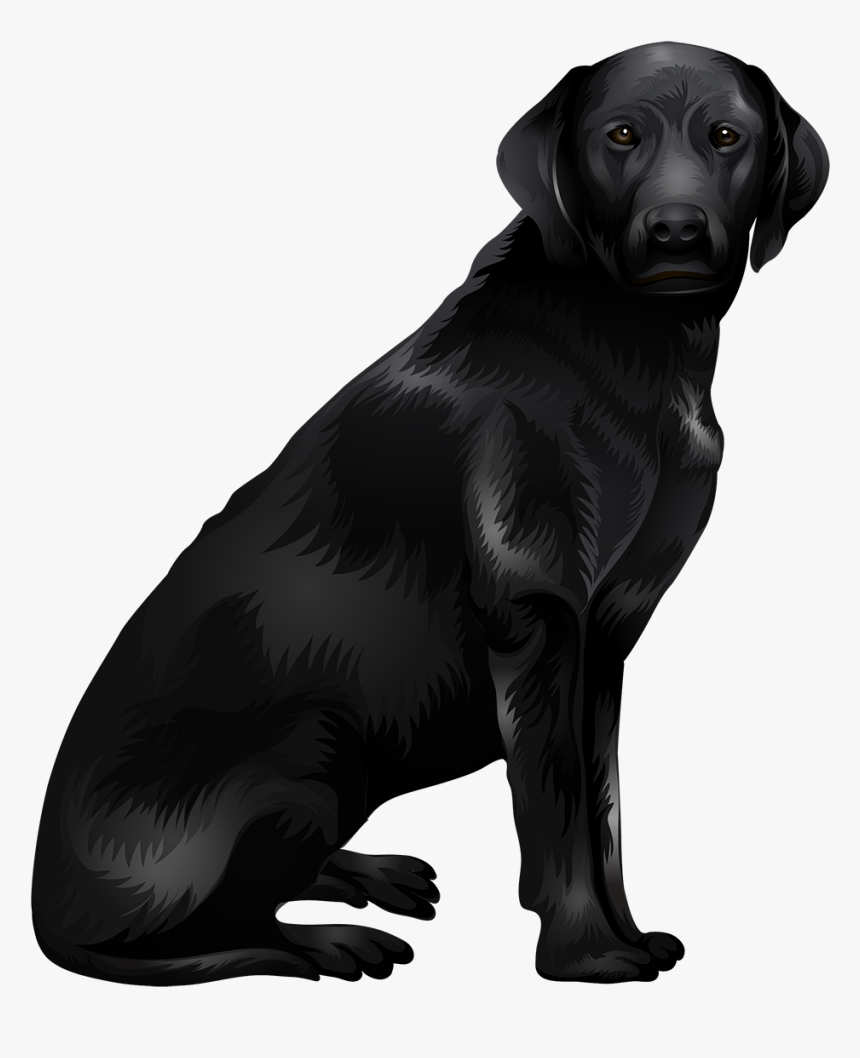 Labrador Retriever Png - Dog Catches Something, Transparent Png, Free Download