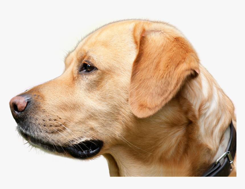 Labrador Retriever, HD Png Download, Free Download