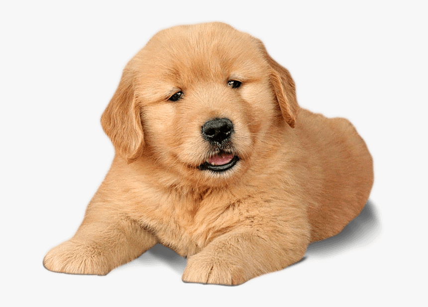 Labrador Chow Dogs Word - Labrador Gold Retriever Puppys, HD Png Download, Free Download