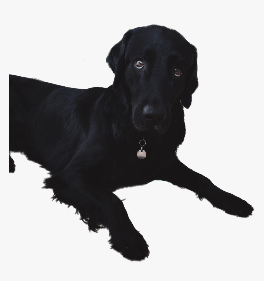 Labrador Retriever, HD Png Download, Free Download