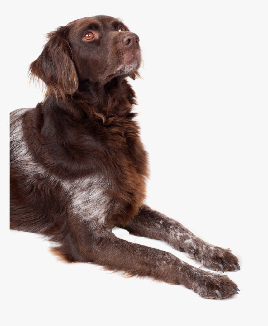 Png Bilder, Looking Up, Pets, Pet Dogs, Labrador Retriever, - Dog Looking Up Png, Transparent Png, Free Download