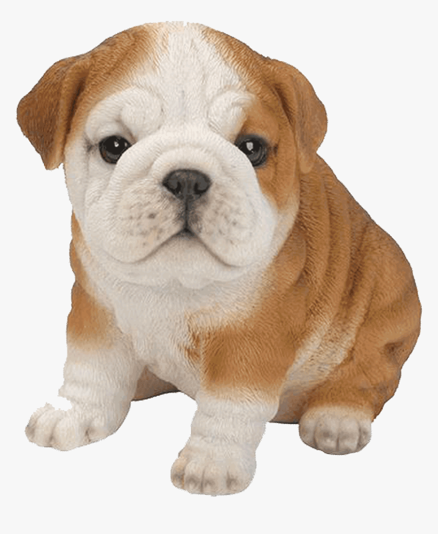 Bulldog Puppy Png, Transparent Png, Free Download