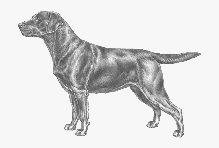 Labrador Retriever Standard, HD Png Download, Free Download