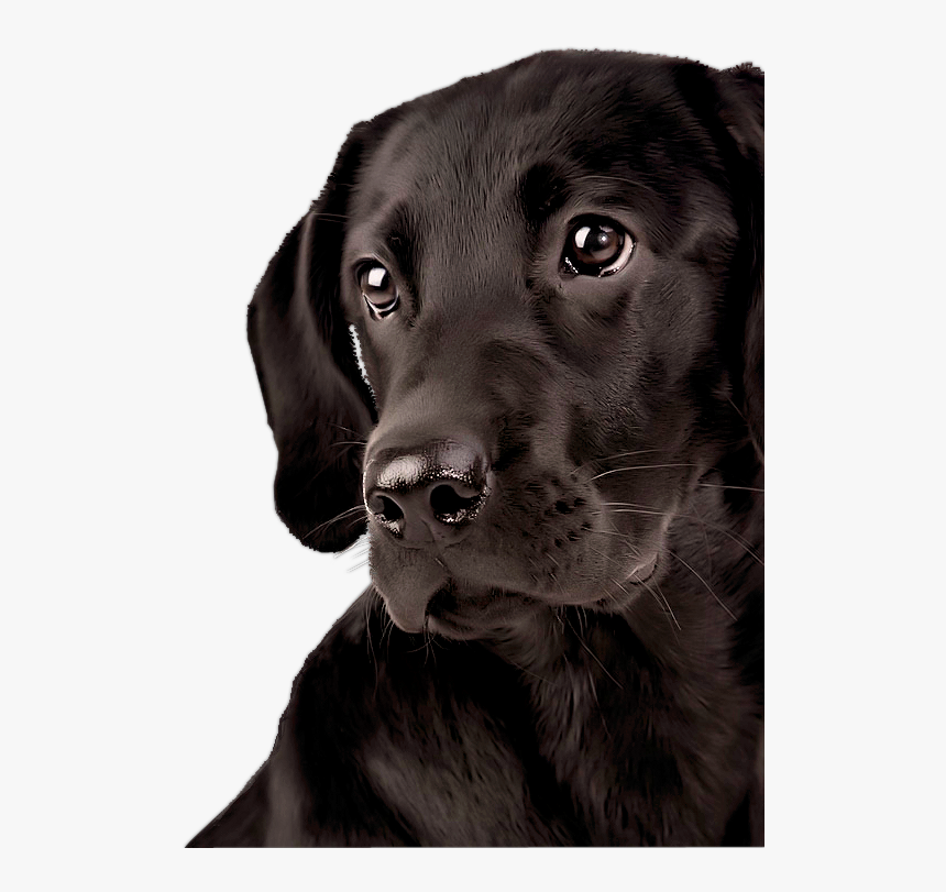 Transparent Labrador Retriever Png - Labrador Png, Png Download, Free Download