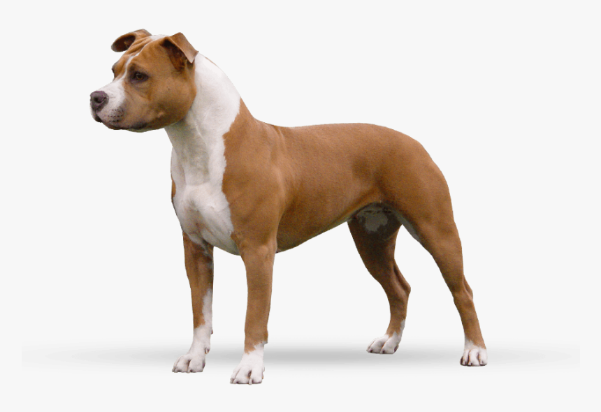 American Staffordshire Terrier Profile, HD Png Download, Free Download