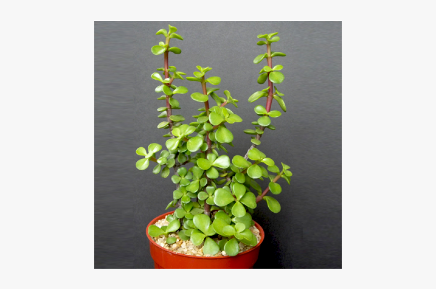 Mini Jade, HD Png Download, Free Download