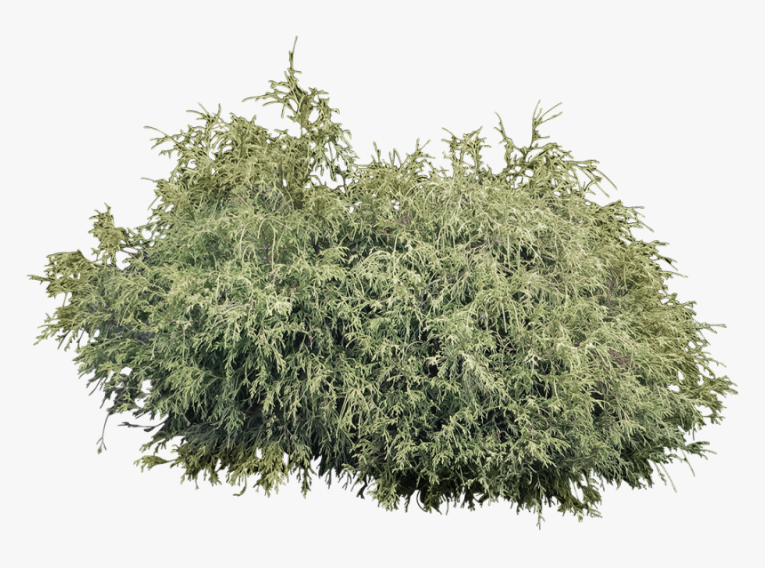 Clipart Trees And Bush , Png Download - Shrub Png, Transparent Png, Free Download