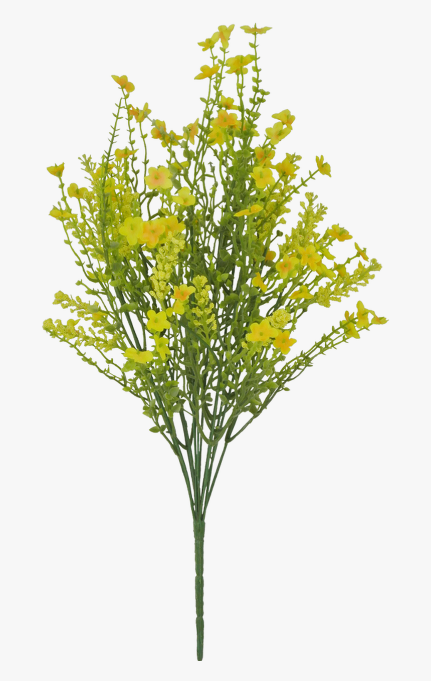 21 - Common Tansy, HD Png Download, Free Download