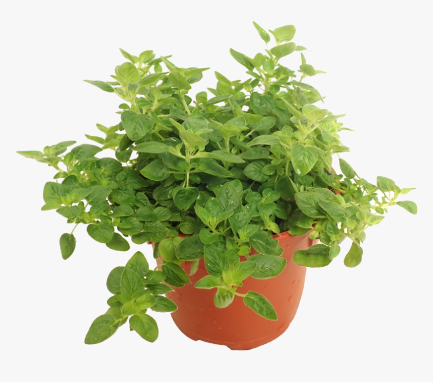 Bush Plant Png, Transparent Png, Free Download