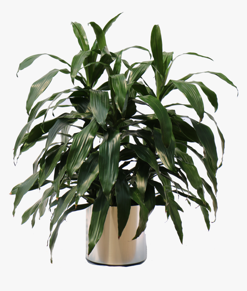 Houseplant, HD Png Download, Free Download