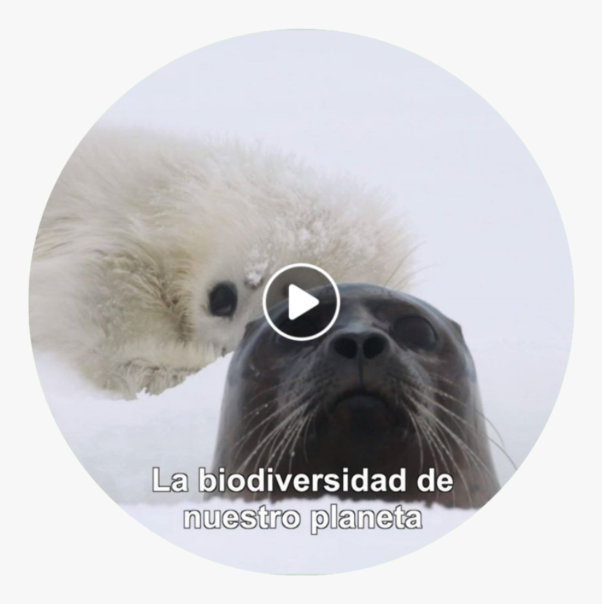 Transparent Seal Animal Png - California Sea Lion, Png Download, Free Download