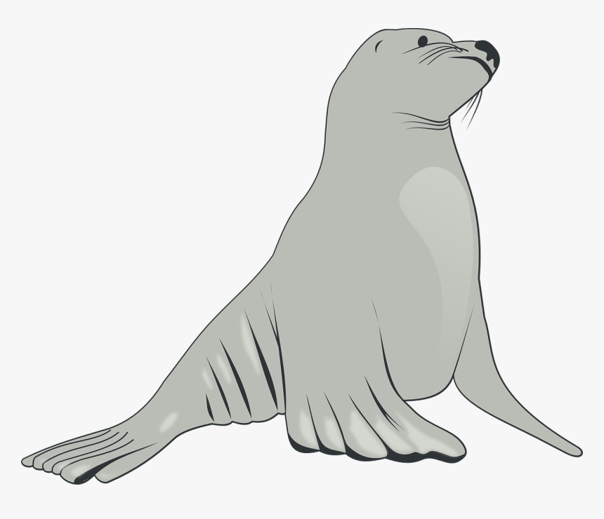 Sea Lion - Sea Lion Clipart, HD Png Download, Free Download