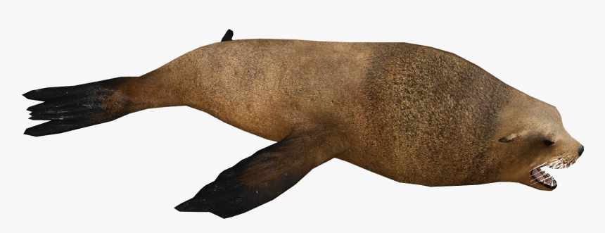 Steller Sea Lion, HD Png Download, Free Download