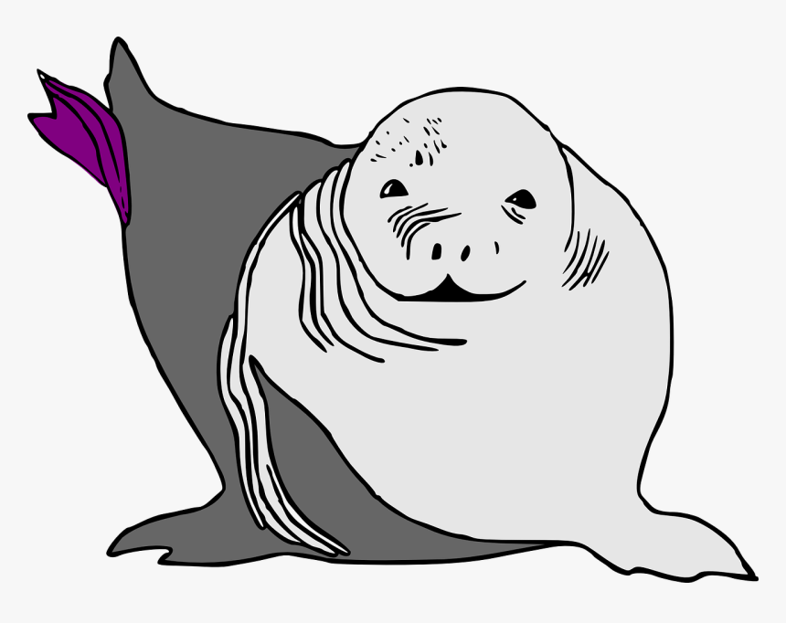 Seal Lion Seals Free Photo - Sea Lion Cartoon, HD Png Download, Free Download