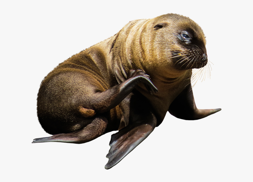 Sea Lion Png - Lobos Marinos Png, Transparent Png, Free Download