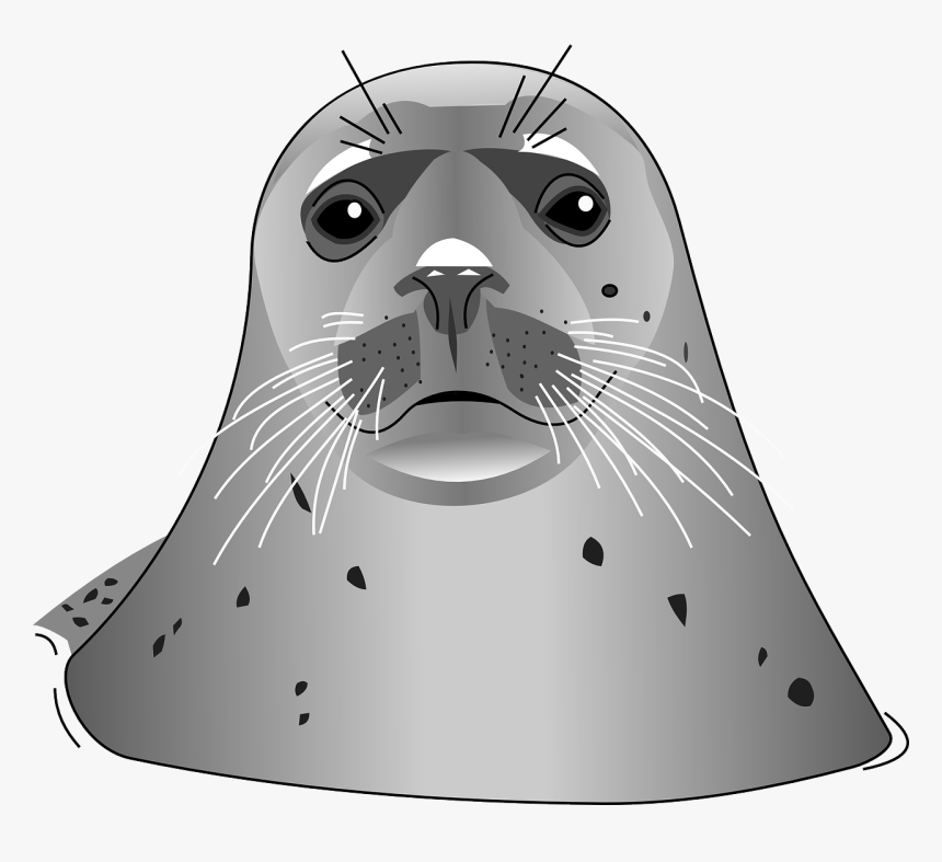 Harbor Seal Clip Art, HD Png Download, Free Download