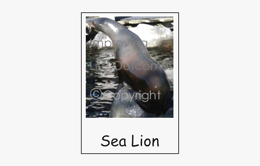 California Sea Lion, HD Png Download, Free Download