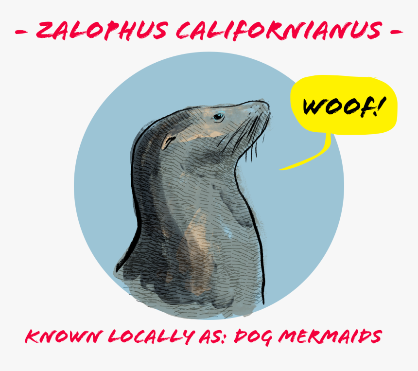 California Sea Lion, HD Png Download, Free Download