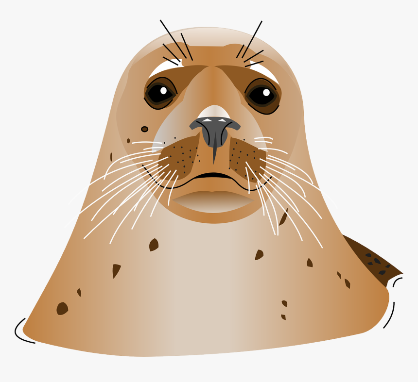 Seal Head Animal Transparent Png, Png Download, Free Download