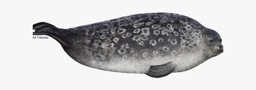 Sea Lion Clipart Ringed Seal - Gulf Flounder, HD Png Download, Free Download