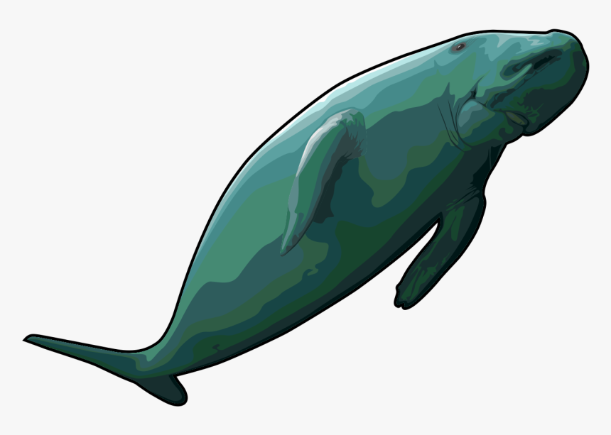 Free Whale Clipart Black And White - Dugong Clipart, HD Png Download, Free Download