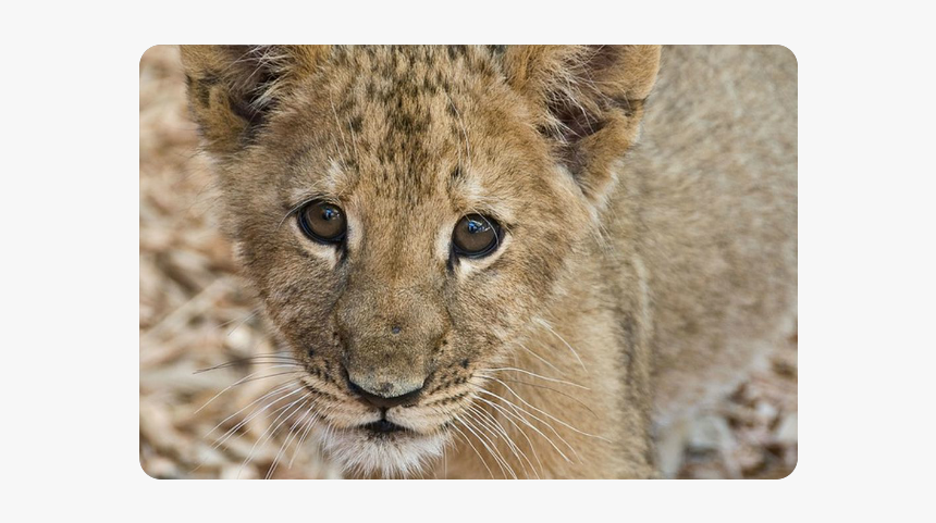 Baby Lion Doormat - Lion, HD Png Download, Free Download