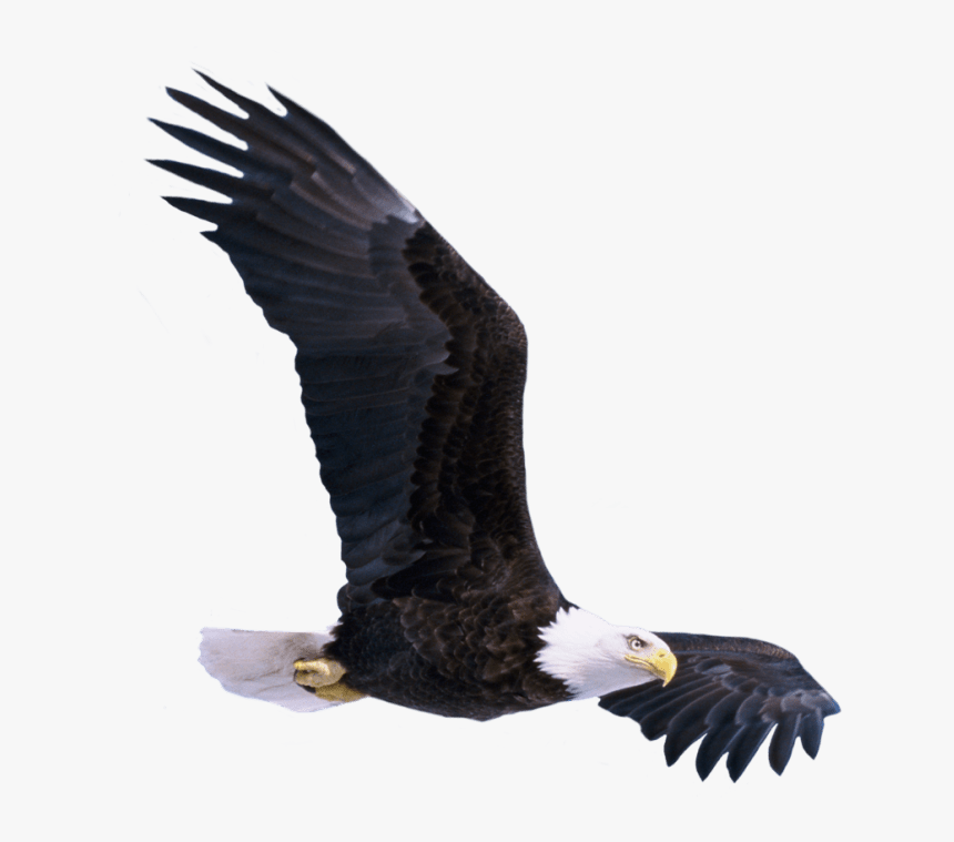 Transparent Eagle Flying Png, Png Download, Free Download