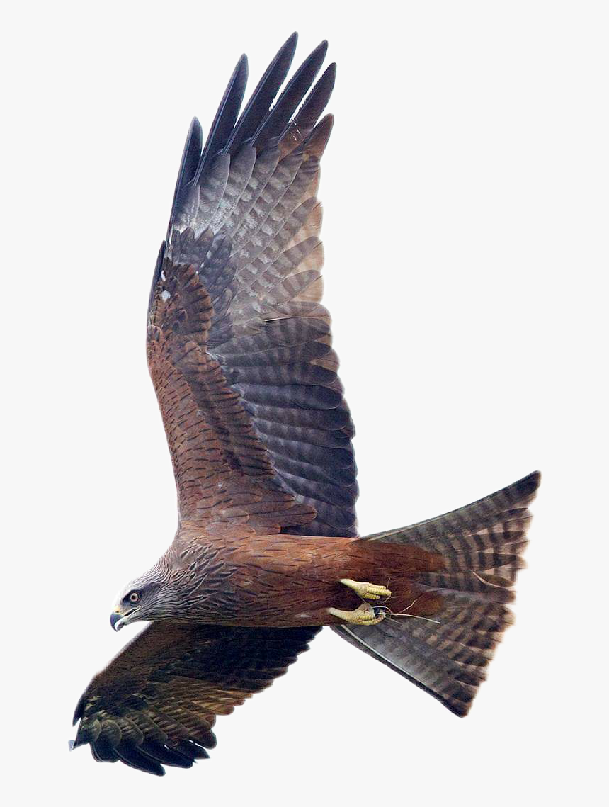 #eagle #flying #bird #shaheen #eagleeye - Shaheen Eagle, HD Png Download, Free Download
