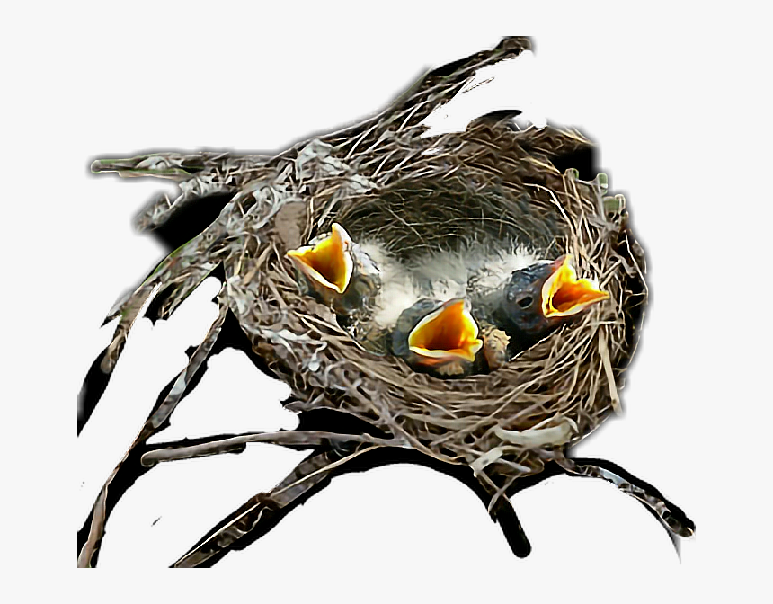 #birds #nest - Transparent Birds In Nest, HD Png Download, Free Download