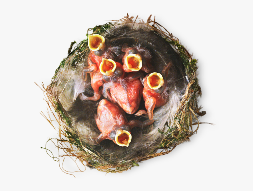 Clip Art Birds Nest Pictures - Dish, HD Png Download, Free Download