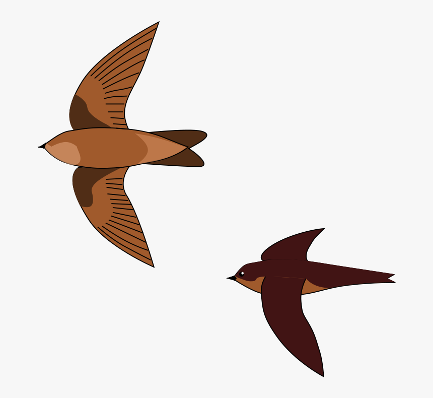 Edible Nest Swiftlet Png, Transparent Png, Free Download