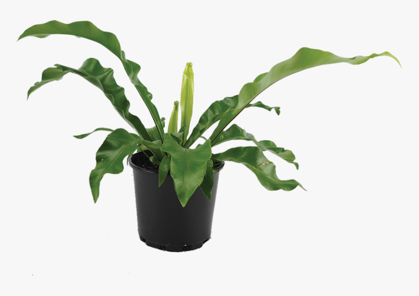 Flowerpot, HD Png Download, Free Download