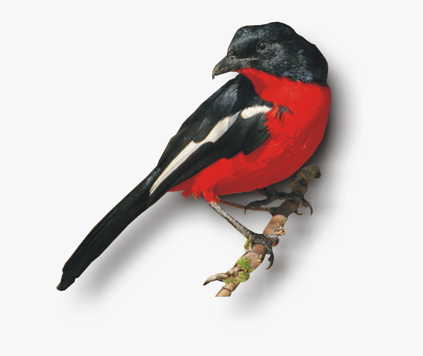 Rose Breasted Grosbeak, HD Png Download, Free Download