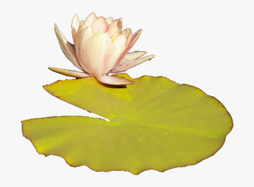 Lilly Pad Png - Lily Pad Png Transparent Background, Png Download, Free Download