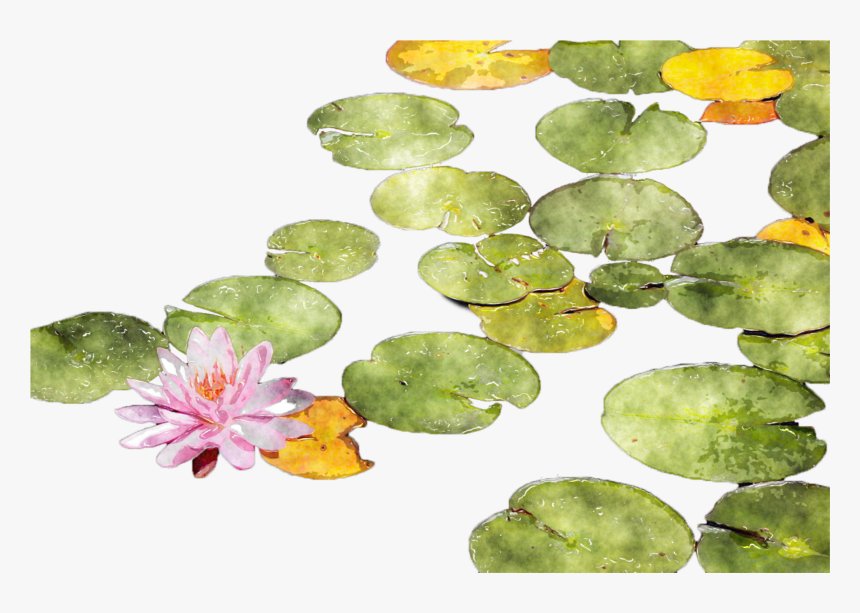 #lilypads #lily #lilypad - Lotus Watercolor, HD Png Download, Free Download