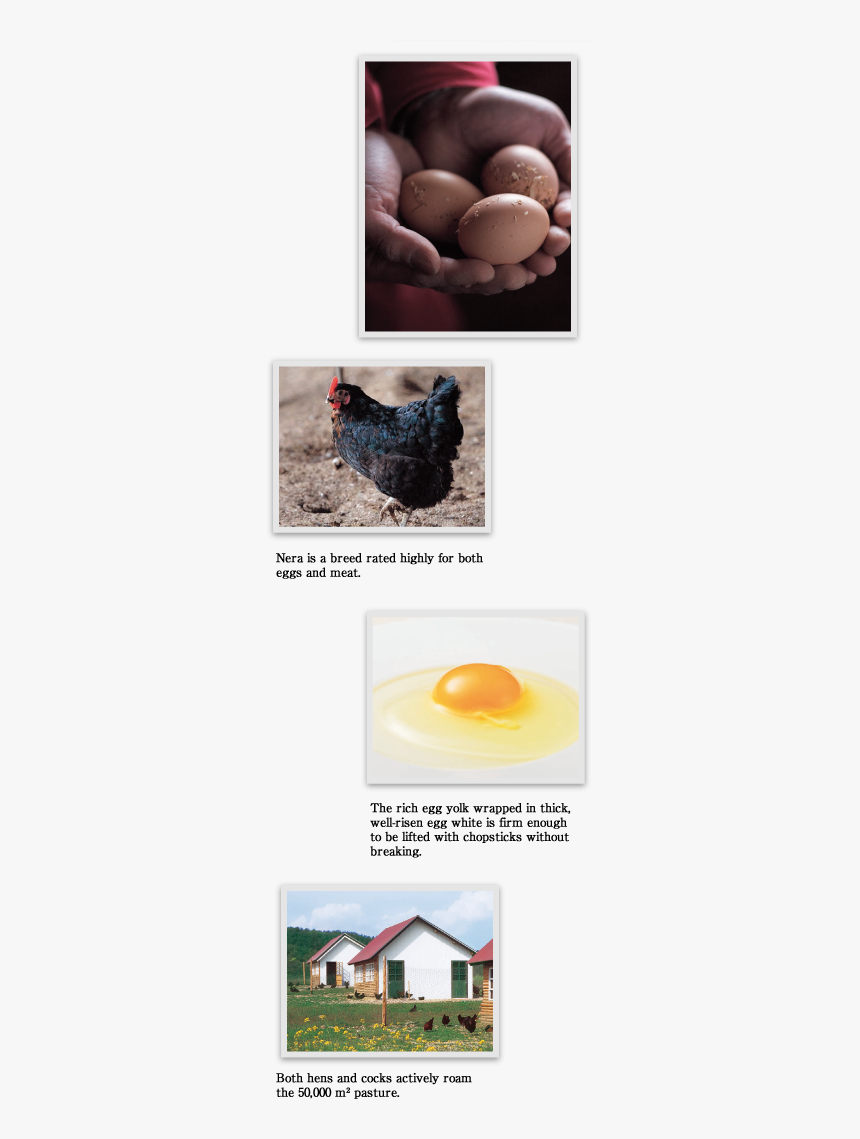 Nera Is A Breed Rated Highly For Both Eggs And Meat - Egg, HD Png Download, Free Download