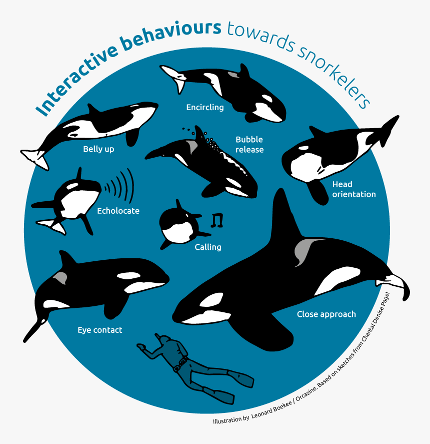 Behaviours - Orca Eyes Close Up, HD Png Download, Free Download