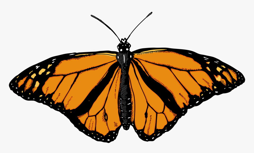 Butterfly Png Clipart, Transparent Png, Free Download