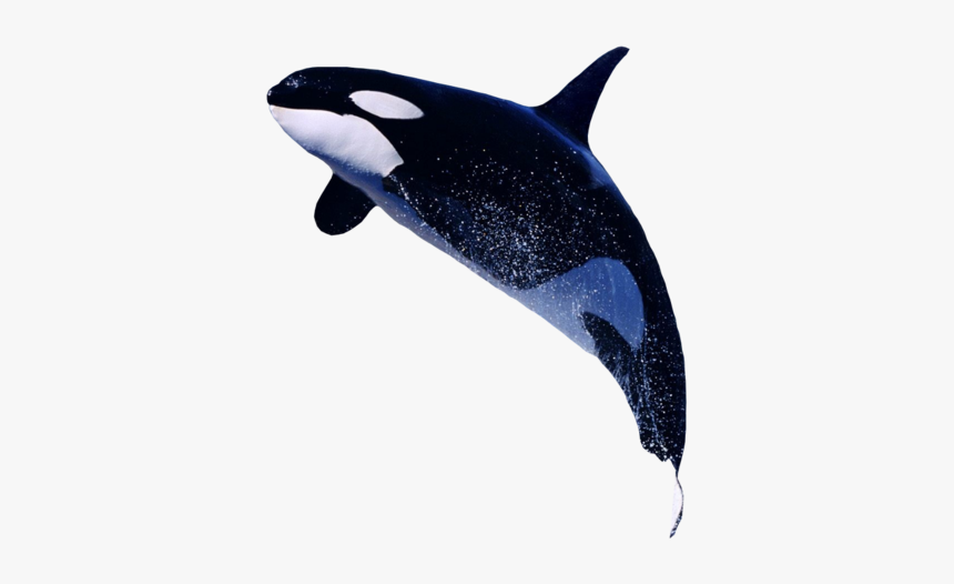 Real Orca Transparent Background, HD Png Download, Free Download