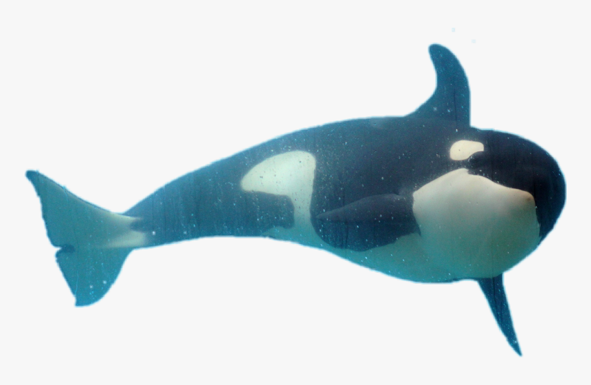 Transparent Orca Whale Clipart - Killer Whale, HD Png Download, Free Download