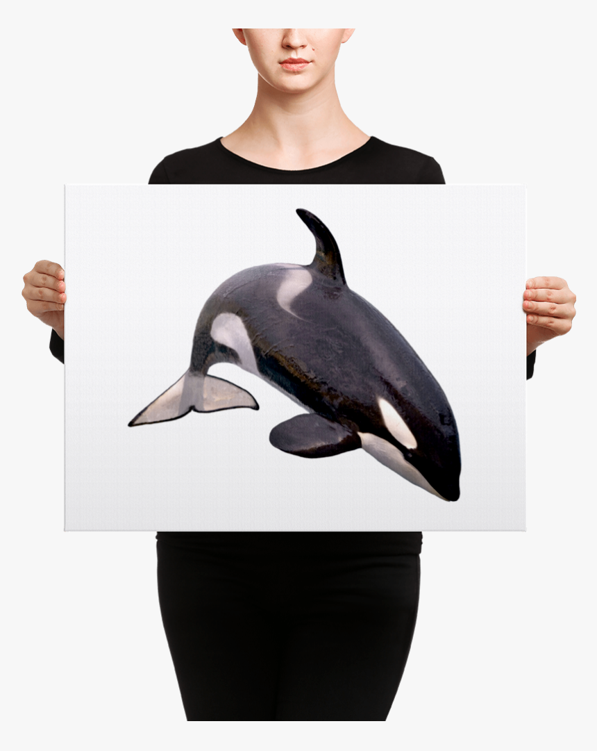 "
 Class="lazyload Lazyload Mirage Cloudzoom "
 Style= - Killer Whale White Background, HD Png Download, Free Download