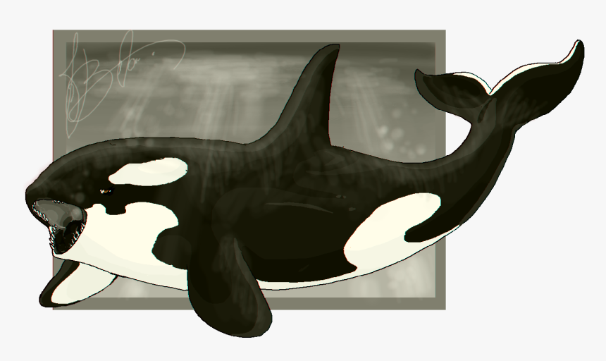 Killer Whale , Png Download - Killer Whale, Transparent Png, Free Download