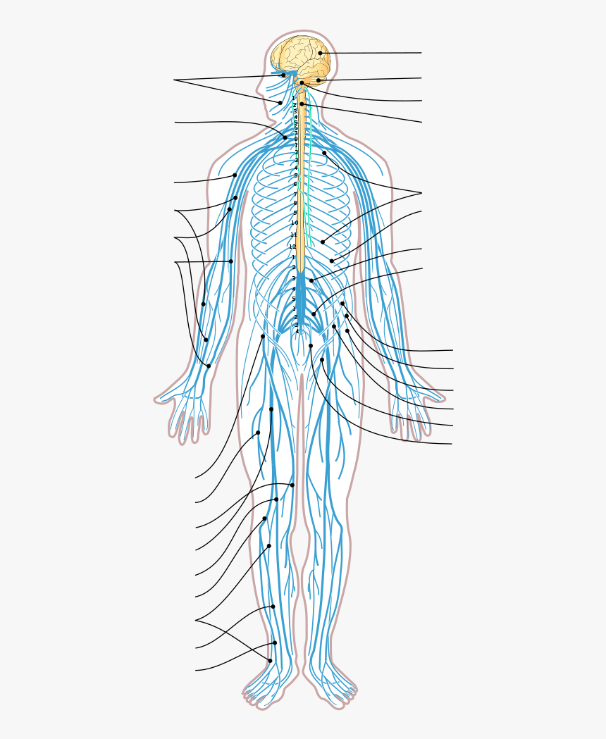 Peripheral Nervous System Unlabeled, HD Png Download, Free Download