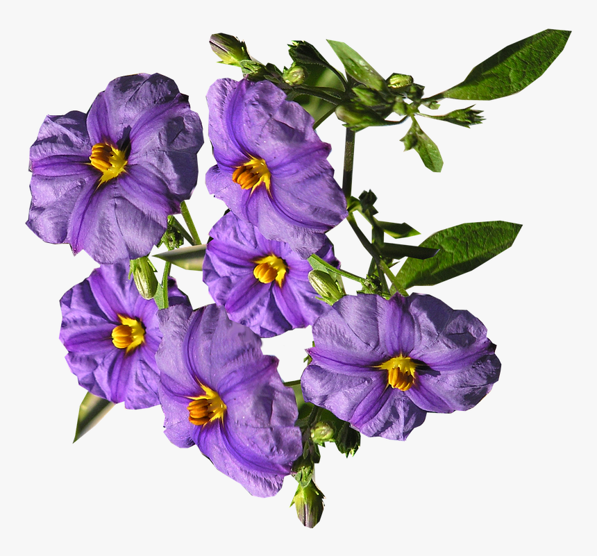 Flowers, Purple, Shrub - Nightshade Flowers Transparent Background, HD Png Download, Free Download